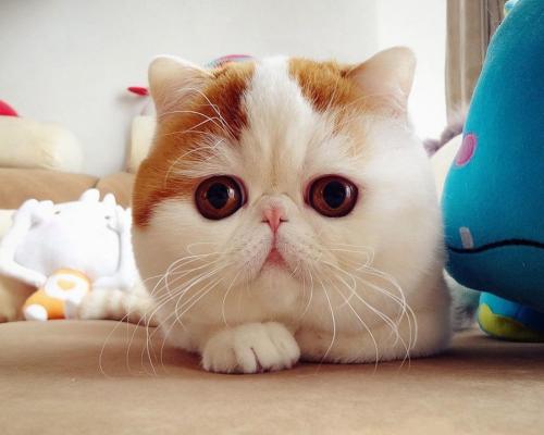 ձͣ׼뾳 Ӣ䶨ڿ˺ͣ